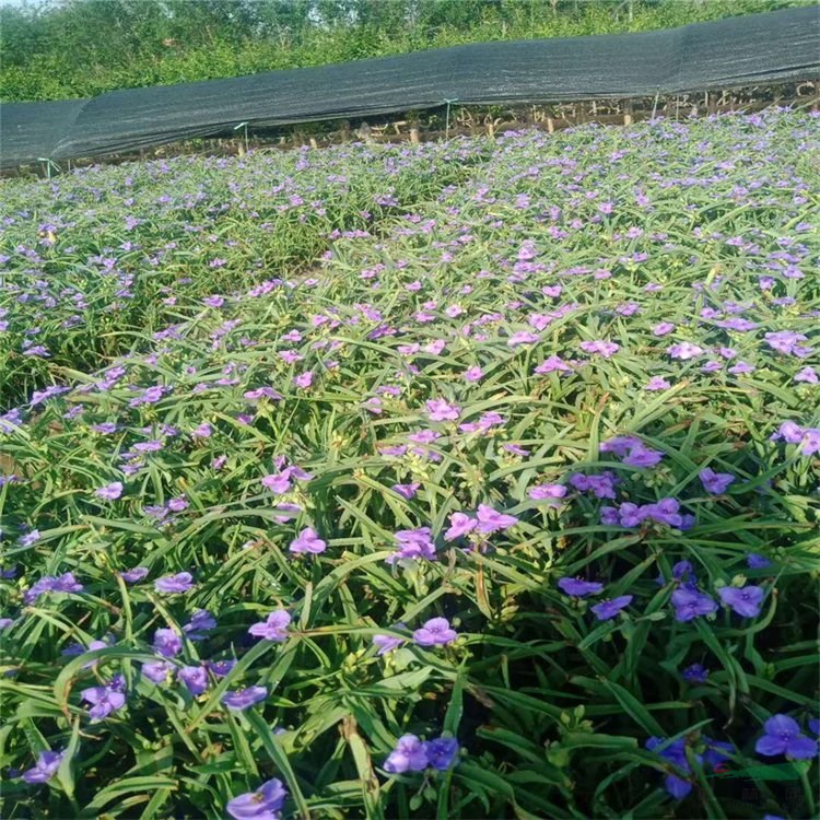 出售紫露草 花壇花鏡造景苗 道路園林兩側(cè)叢植小苗