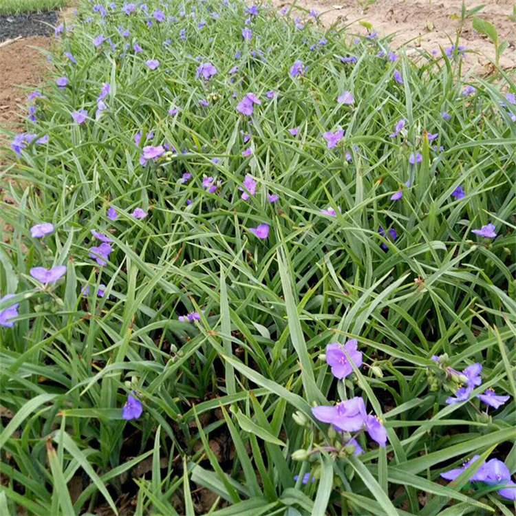 出售紫露草 花壇花鏡造景苗 道路園林兩側(cè)叢植小苗