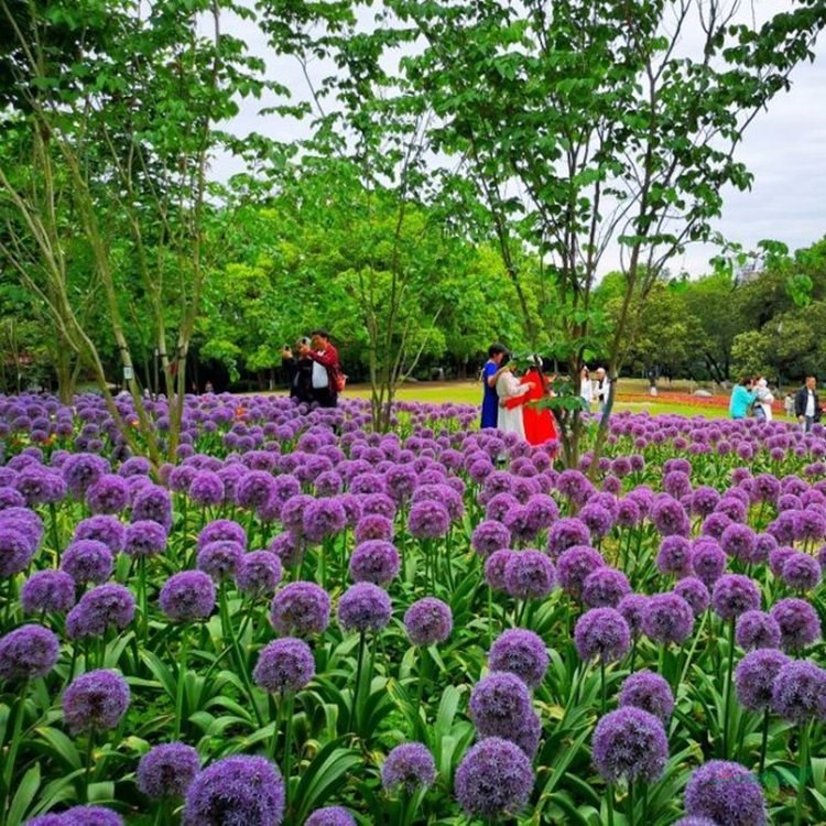 苗圃出售紫花蔥 庭院別墅觀賞苗花鏡切花材料園林花海造景