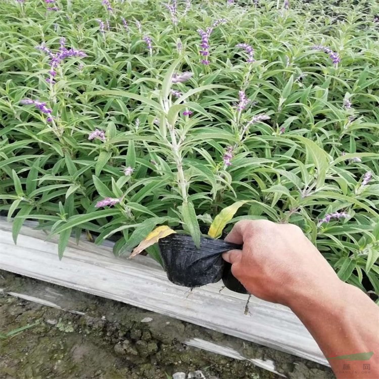 鼠尾草超級 幻紫 墨西哥 花壇花鏡觀賞工程苗 道路綠化栽植苗