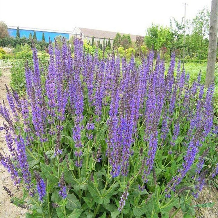 鼠尾草超級 幻紫 墨西哥 花壇花鏡觀賞工程苗 道路綠化栽植苗