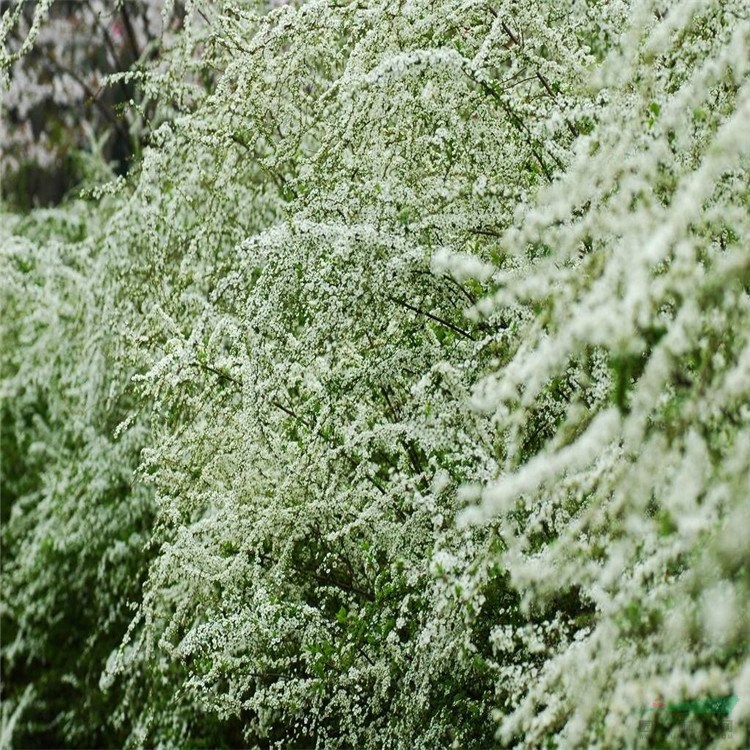 苗圃出售噴雪花 花壇花鏡觀賞造景苗 庭院景區(qū)綠化工程苗