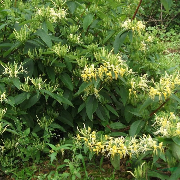 苗圃出售忍冬 公園綠化造景苗 小區(qū)園林觀賞植物