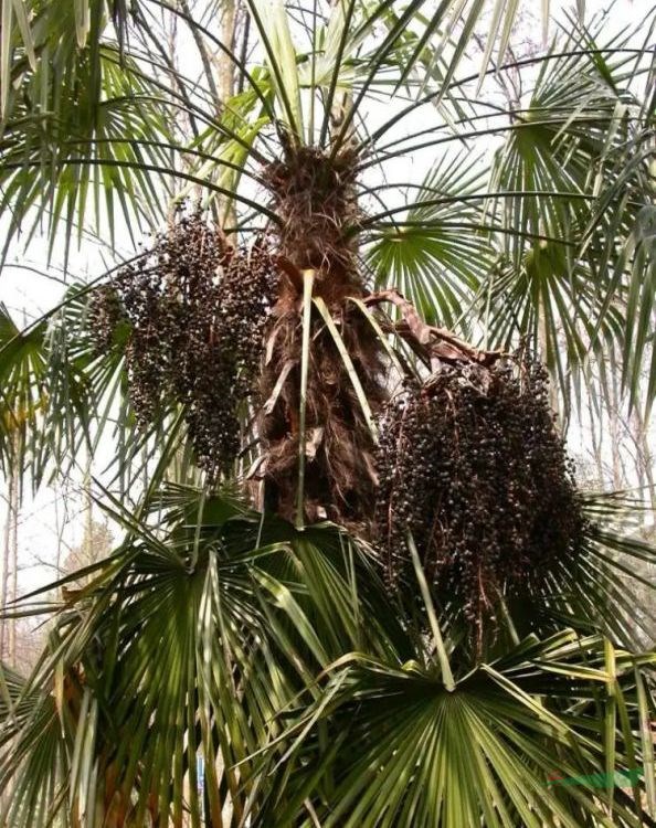 苗圃基地出售 棕櫚樹 四季常綠 園林綠化觀賞苗 花鏡花壇配植苗