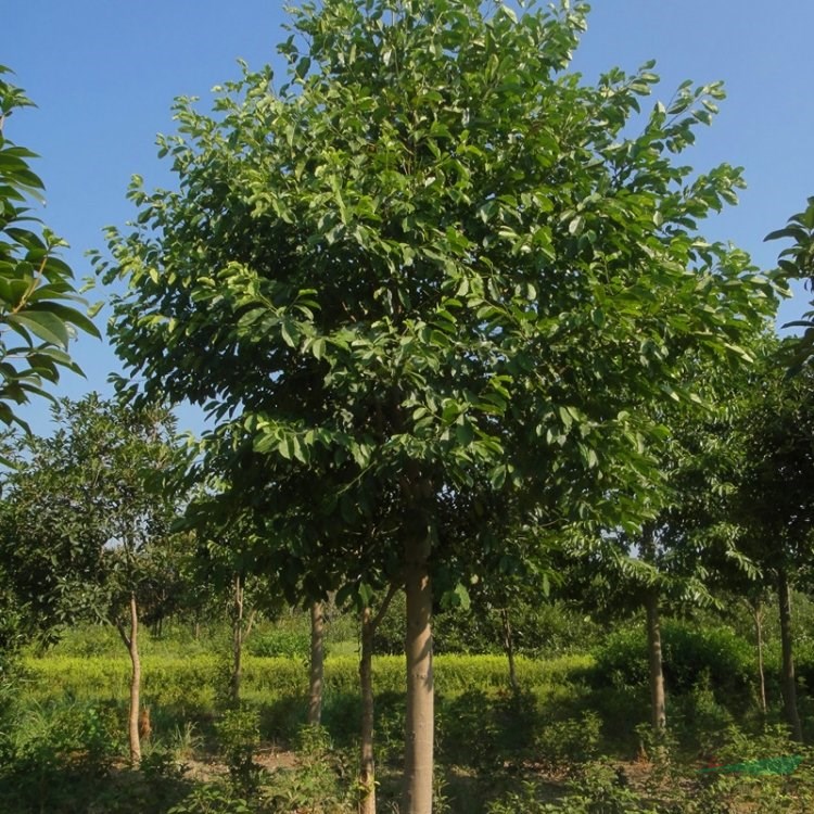 南方白蘭花城鎮(zhèn)庭園中單植 列植或群植 四季常綠 樂 昌含笑