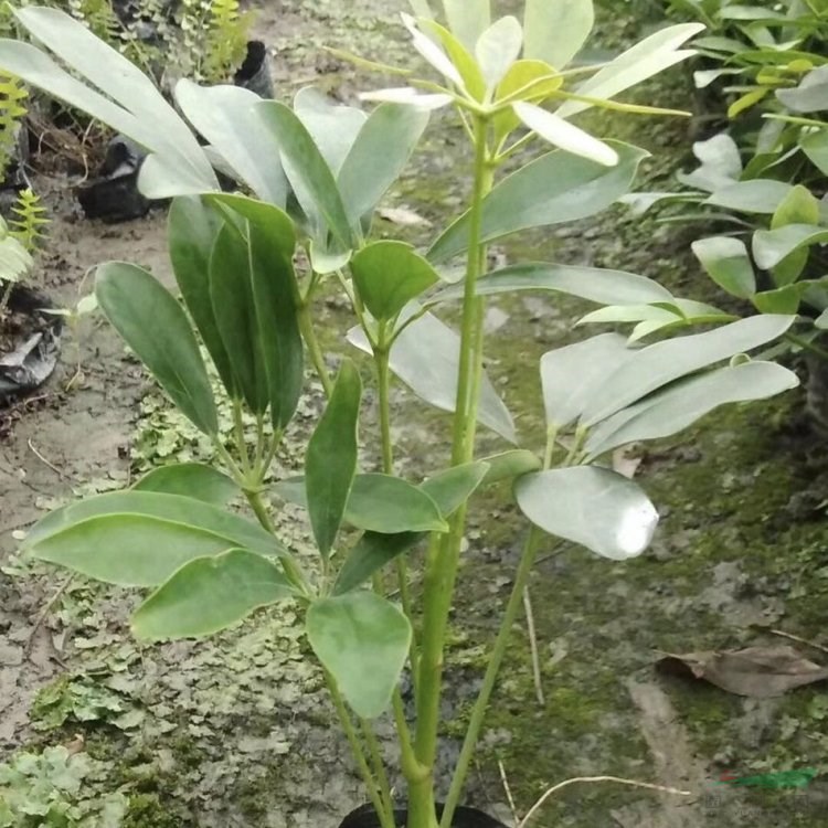 鴨腳木 盆栽觀賞觀葉植物 綠化造景工程苗木 園林庭院栽植苗