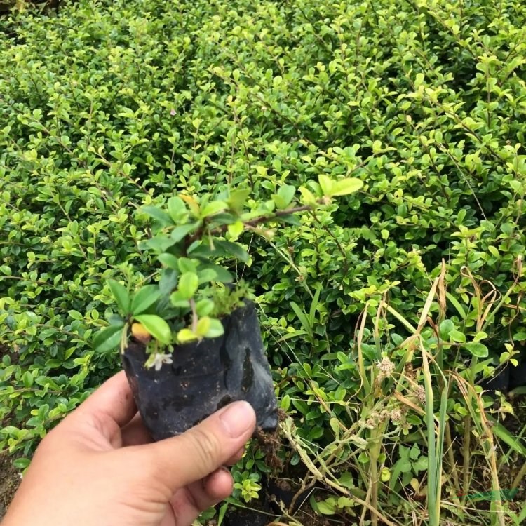 福 建茶小苗 綠化觀賞栽植 基地批發(fā)出售 好打理 規(guī)格齊全