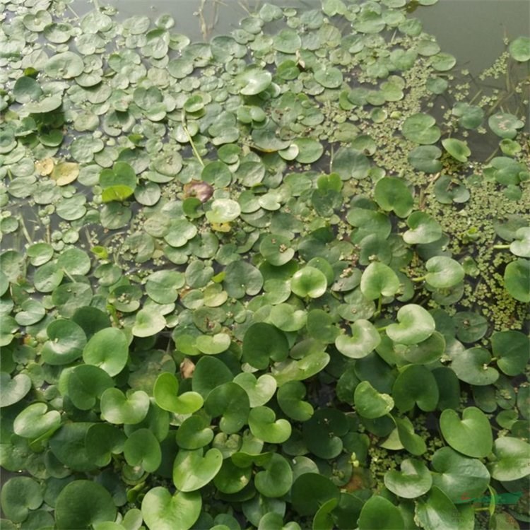 出售水鱉 浮葉植物水生花卉 水體修復(fù) 城區(qū)河道綠化苗