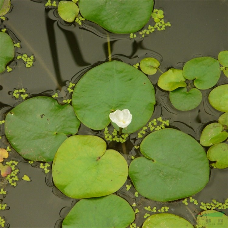 出售水鱉 浮葉植物水生花卉 水體修復(fù) 城區(qū)河道綠化苗