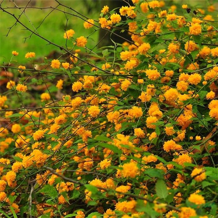 苗圃出售棣棠 別墅小區(qū)栽培觀賞苗 庭園園林觀花植物造景苗