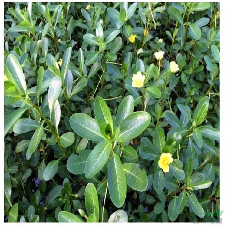 出售黃花水龍 水體修復(fù) 城區(qū)河道綠化 浮葉植物水生花卉