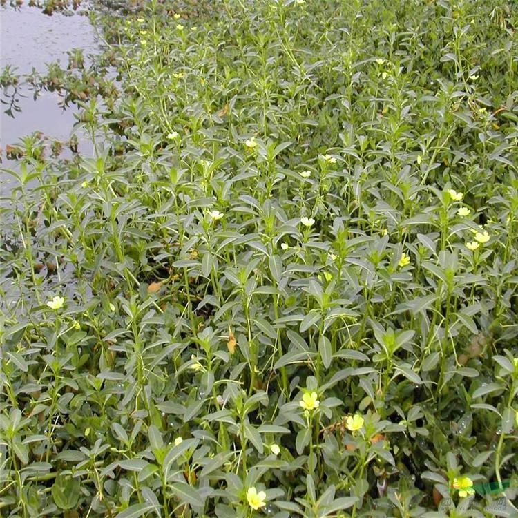 出售黃花水龍 水體修復(fù) 城區(qū)河道綠化 浮葉植物水生花卉