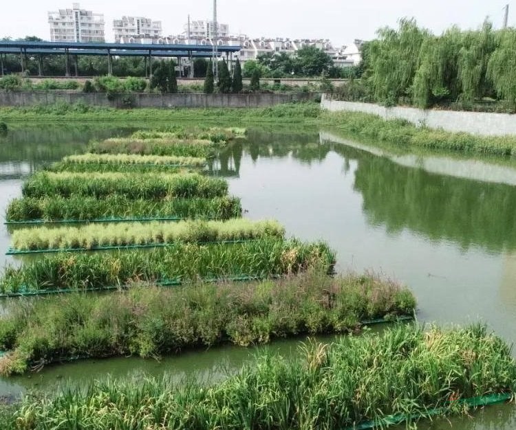 建設(shè)生態(tài)浮島 景觀設(shè)計 河道治理造景 水體綠化凈化苗