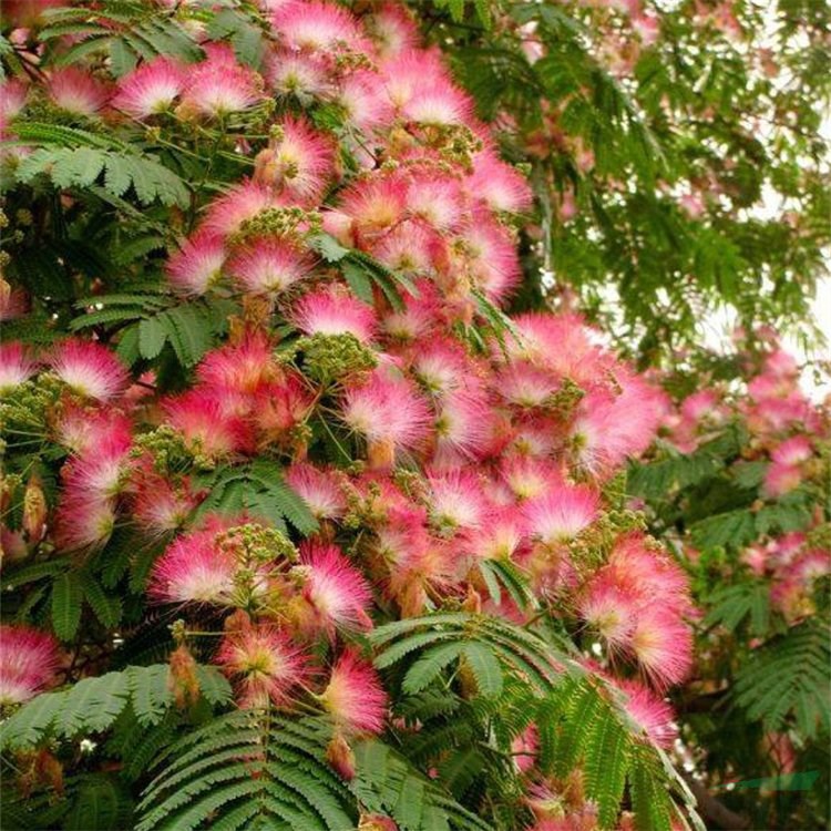 供應(yīng)合歡綠化苗木種植基地 景區(qū)道路旁兩側(cè)行道風(fēng)景樹
