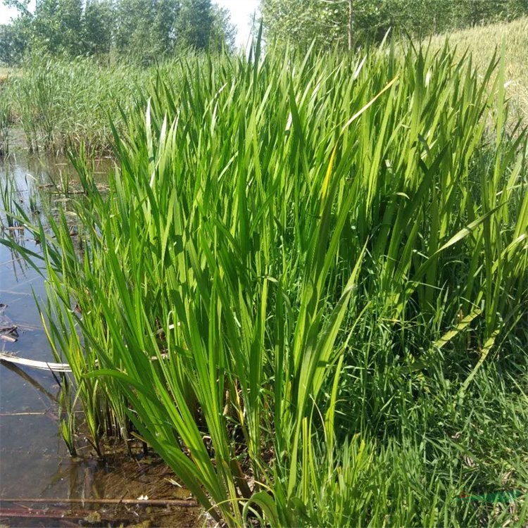 水生植物基地出售香蒲苗 水體綠化凈化水質(zhì)工程苗 挺水植物