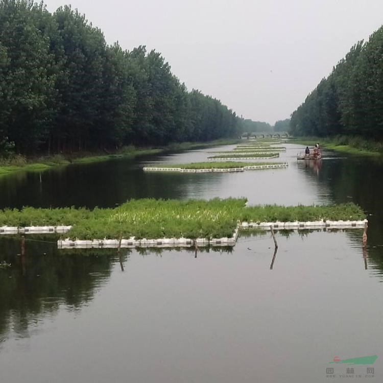 生態(tài)浮島工程設(shè)計(jì) 河道景觀綠化 人工濕地浮床 水面栽植