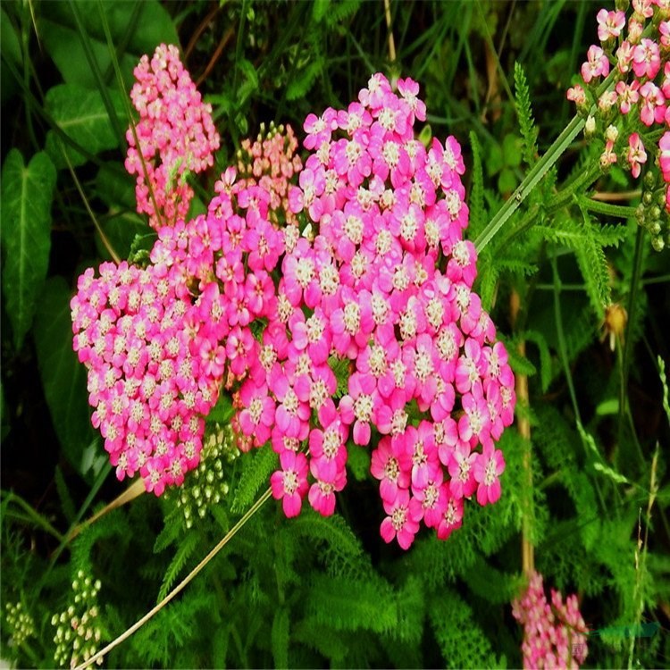 大量供應(yīng)各種規(guī)格 千葉蓍花境植物 花壇造景工程綠化盆栽