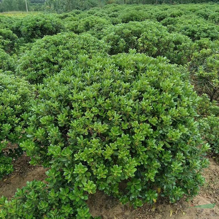 長(zhǎng)期供應(yīng)海桐球 花壇花鏡配植綠化苗 庭院造景觀賞苗