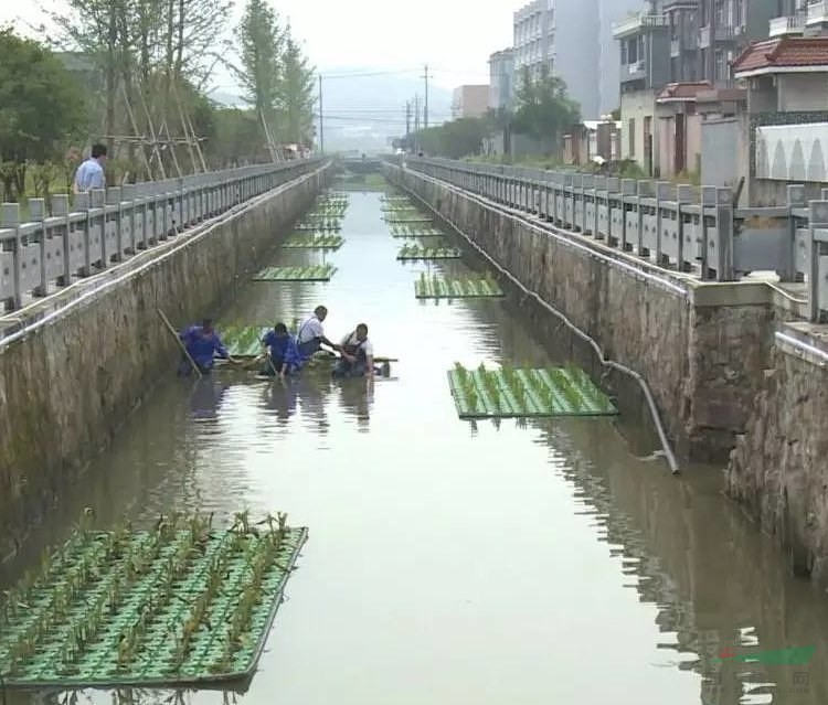 生態(tài)浮床 污水凈化 湖面造景綠化工程 水體治理復(fù)合纖維浮島
