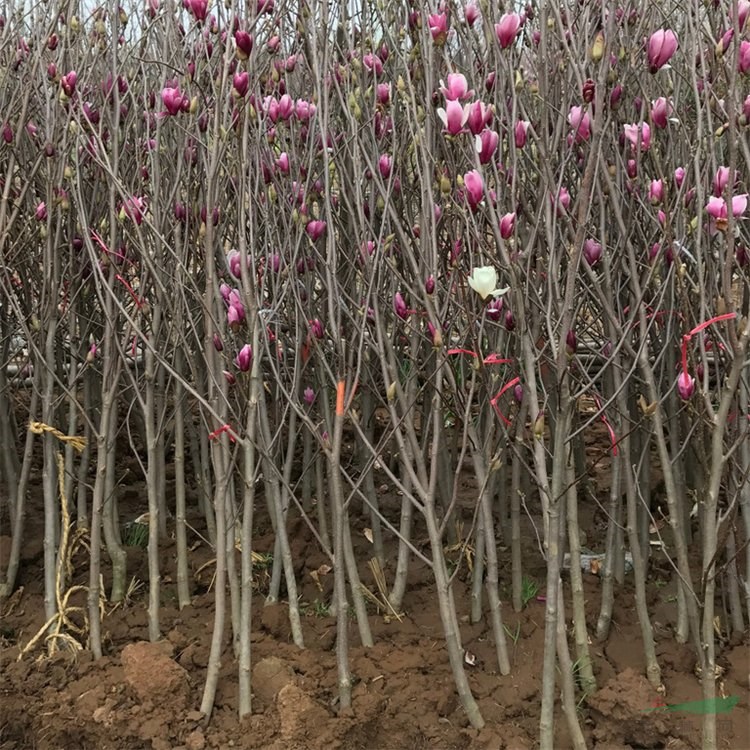 紫玉蘭 辛夷工程樹苗供應(yīng)出售 道路行道綠化造景樹 景觀配植苗