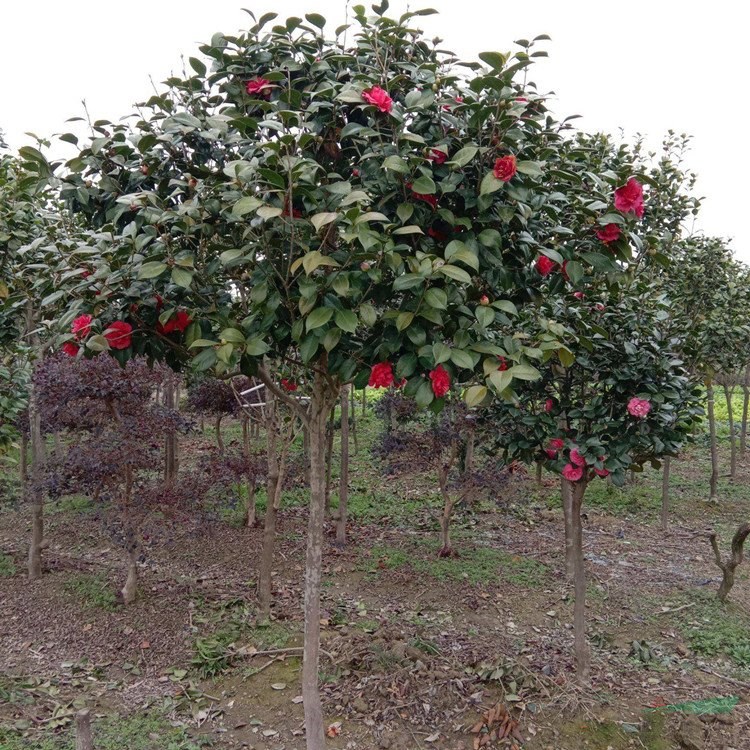 綠化苗茶梅 品種齊全 梅園梅溪觀花植物 別墅造景配植