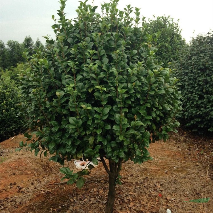 綠化苗茶梅 品種齊全 梅園梅溪觀花植物 別墅造景配植