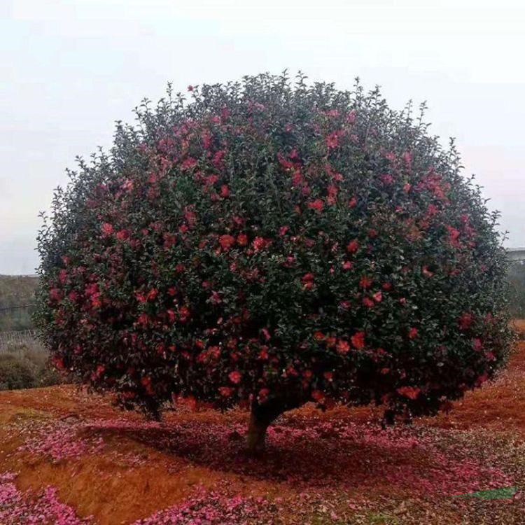 綠化苗供應(yīng) 茶梅球 品種齊全 園林景區(qū)造景 觀花苗木