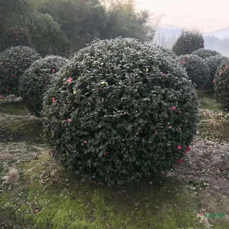 綠化苗供應(yīng) 茶梅球 品種齊全 園林景區(qū)造景 觀花苗木