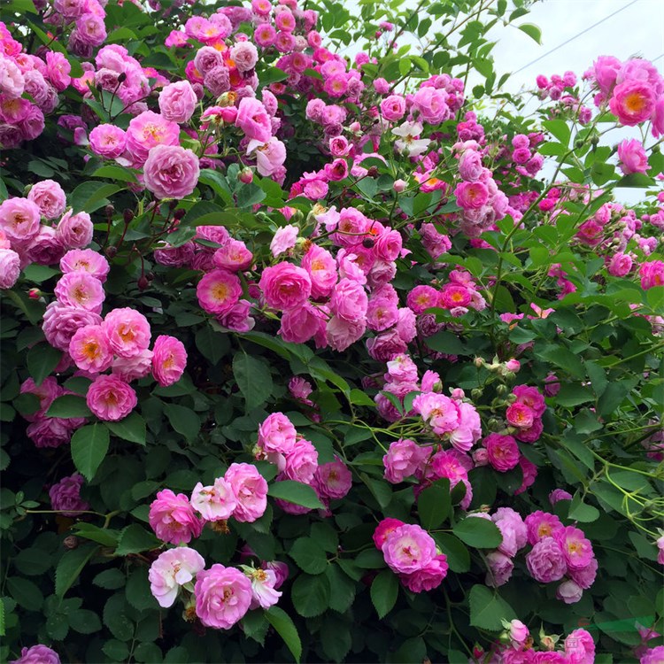 苗圃出售薔薇 花壇花鏡觀賞苗 園林綠化栽培觀花植物工程苗