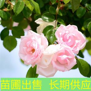 苗圃出售薔薇 花壇花鏡觀賞苗 園林綠化栽培觀花植物工程苗