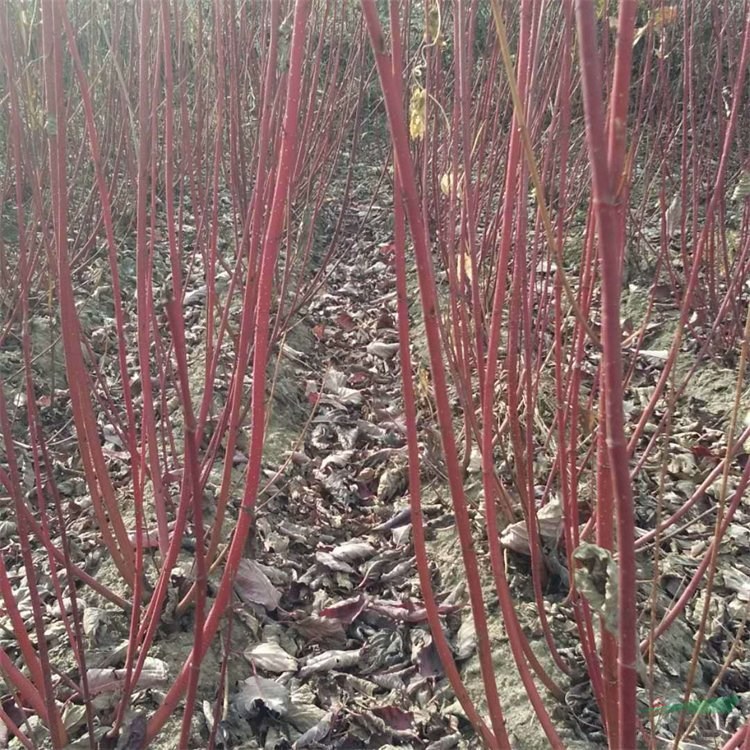 基地直供紅瑞木杯苗 小區(qū)花壇綠化帶彩葉植物