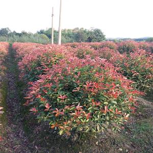 苗圃出售紅葉石楠 球道路小區(qū)隔離帶種植觀賞園林地被綠化工程苗