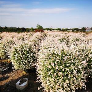 彩葉杞柳球 根系好適應(yīng)性強 庭院地栽植物 形態(tài)優(yōu)美 園林綠化