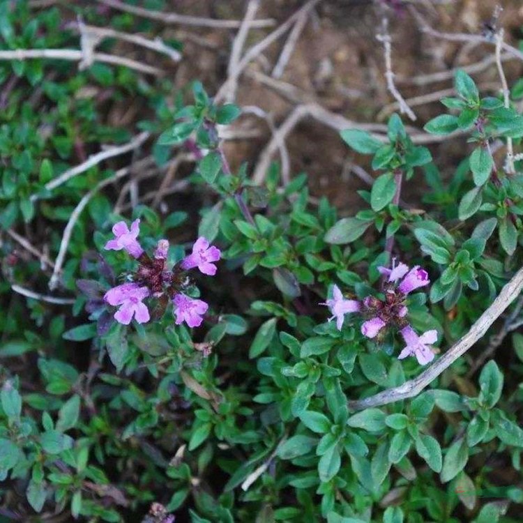 百里香大量出售種苗 美麗新農(nóng)村綠化改造工程苗