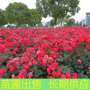 苗圃出售地被月季 花壇花鏡觀賞苗 園林綠化栽培觀花植物造景苗