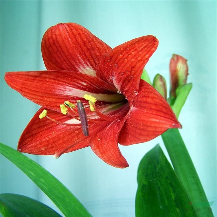 彩色植物 朱頂紅 園林造景綠化工程苗 花壇花鏡鑲邊配植