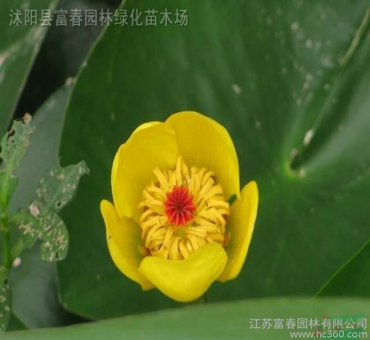 水生植物 萍逢草 黃金蓮水體綠化造景工程 花壇花鏡鑲邊