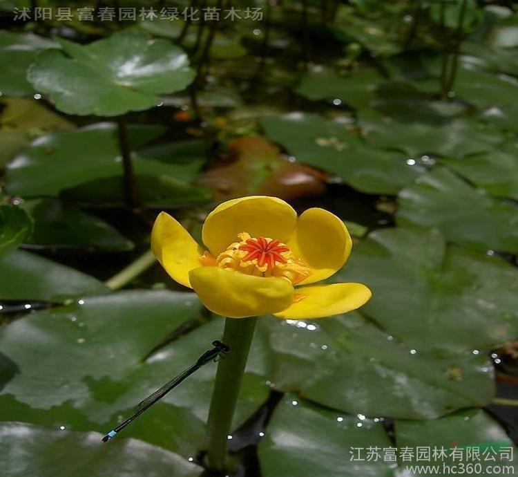 水生植物 萍逢草 黃金蓮水體綠化造景工程 花壇花鏡鑲邊