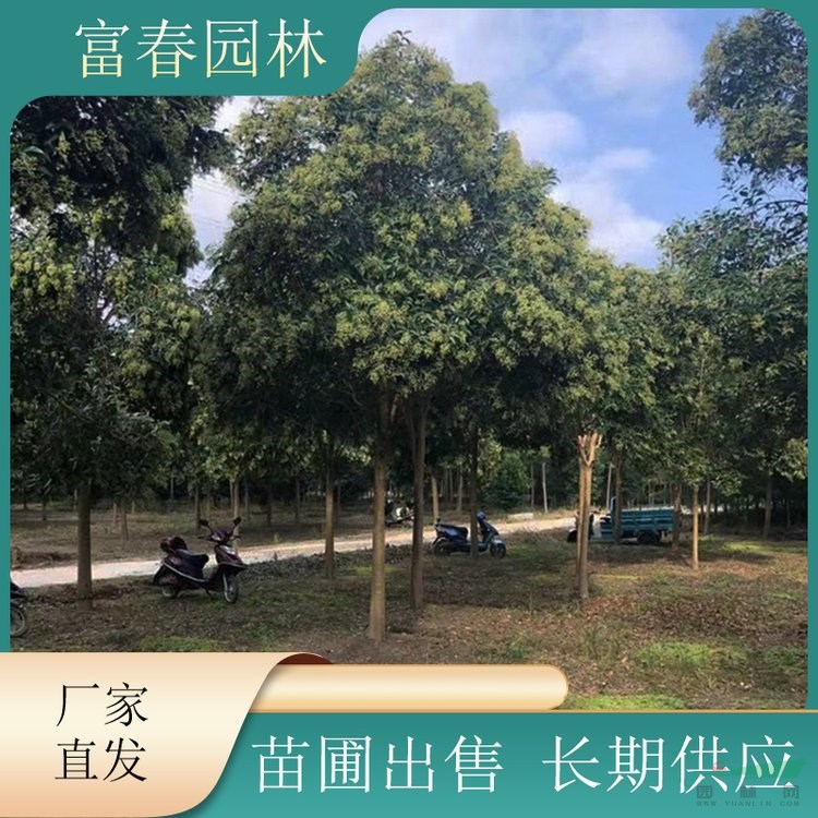 大葉女貞 景區(qū)園林造景綠化配植 道路小區(qū)隔離帶綠化苗