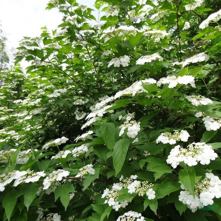 天目瓊花 公園綠化灌叢 廣場(chǎng) 裝飾樹(shù)種 庭院景觀栽花苗