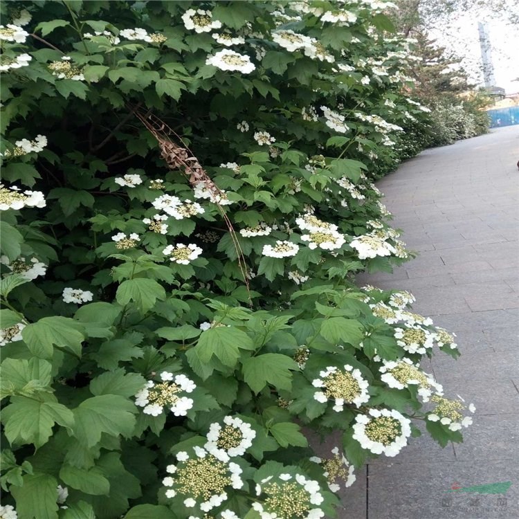 天目瓊花 公園綠化灌叢 廣場(chǎng) 裝飾樹(shù)種 庭院景觀栽花苗