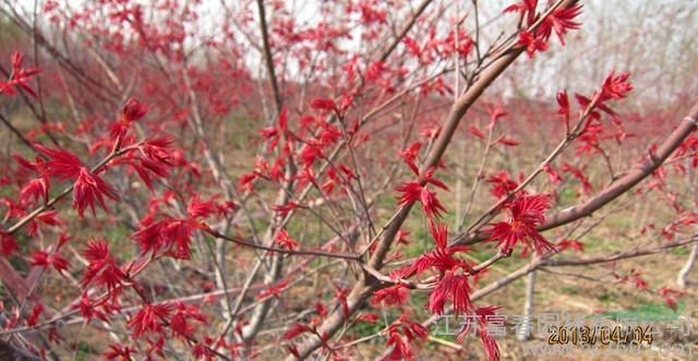 紅舞姬紅楓小苗 日本紅楓樹苗低價 挪威黃金楓 三季紅