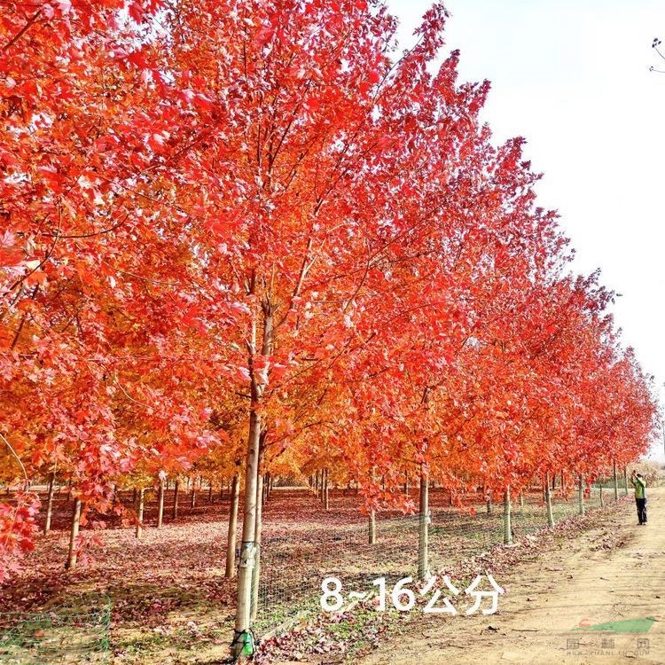 紅舞姬紅楓小苗 日本紅楓樹苗低價 挪威黃金楓 三季紅