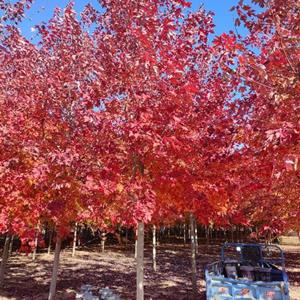 紅舞姬紅楓小苗 日本紅楓樹苗低價(jià) 挪威黃金楓 三季紅