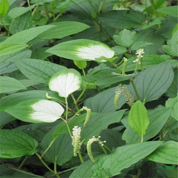 苗圃出售三白草 花壇觀賞室內(nèi)盆栽種植凈化空氣 園林綠化造景苗