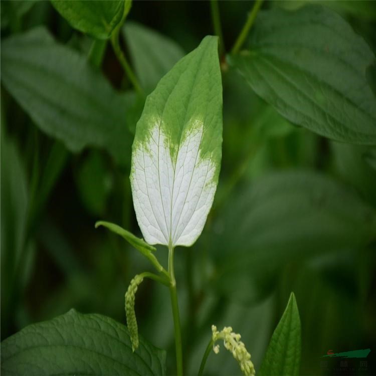 苗圃出售三白草 花壇觀賞室內(nèi)盆栽種植凈化空氣 園林綠化造景苗