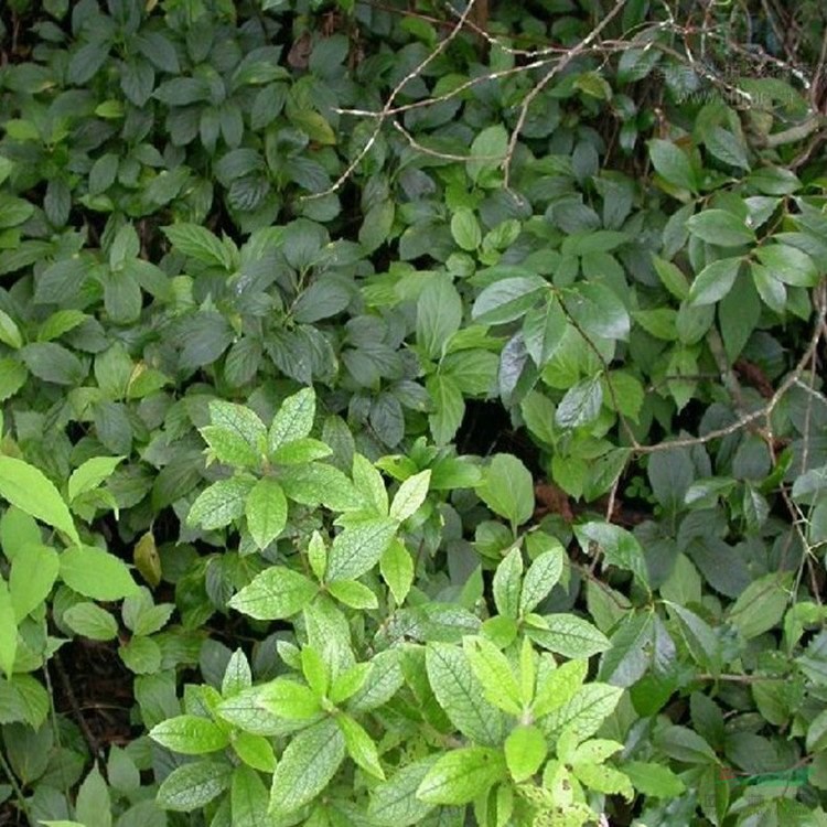 苗圃出售富貴草 盆景盆栽種植觀(guān)賞苗 園林綠化護(hù)坡造景工程苗