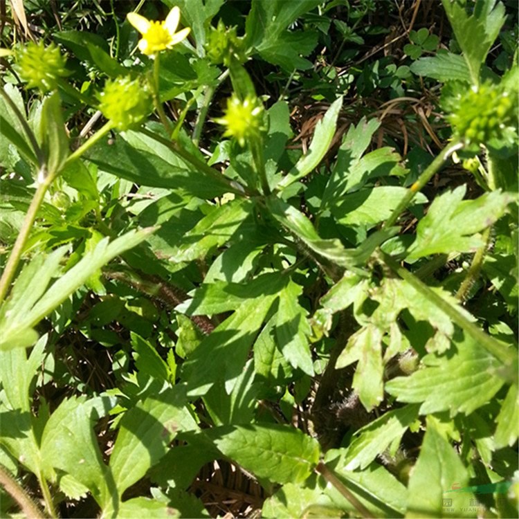 苗圃出售鴨腳板 花壇花鏡栽培觀賞植物苗園林景區(qū)綠化護(hù)坡