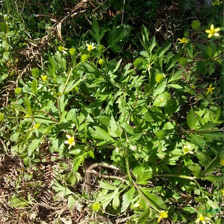 苗圃出售鴨腳板 花壇花鏡栽培觀賞植物苗園林景區(qū)綠化護(hù)坡