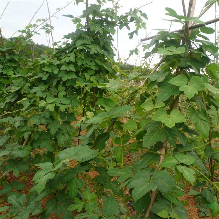 苗圃出售葛藤 庭院別墅墻體造景苗 園林綠化爬藤植物工程苗